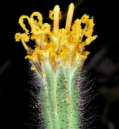 Muir's Tarweed