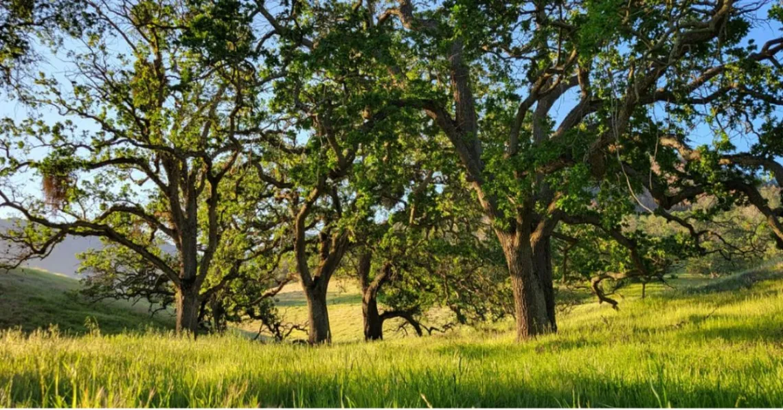 Oaks