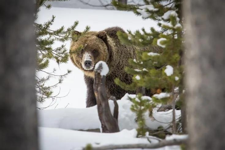 A wolf in the snow seen between two large tree trunks and some small evergreens
