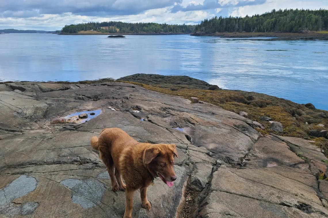 Just SE of Reversing Falls at maybe mid-tide