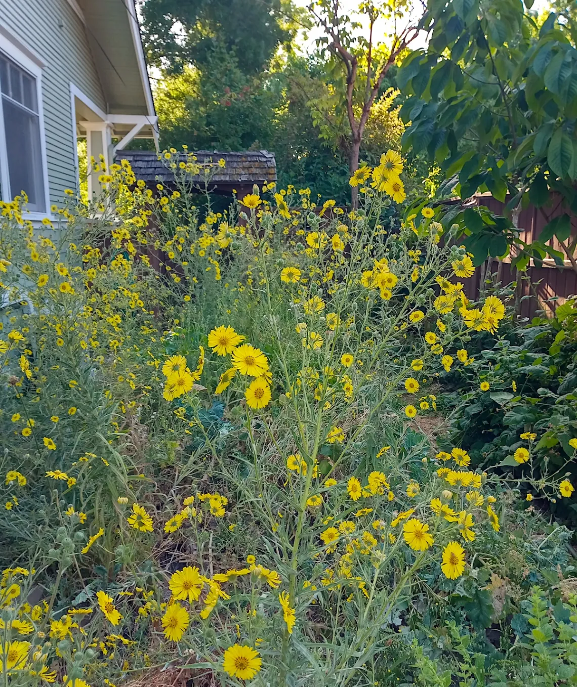 A photo of a large tarweed plant on the side of a house. The plant is bushy with green leaves and small yellow flowers.