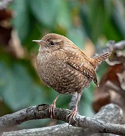 Winter wren