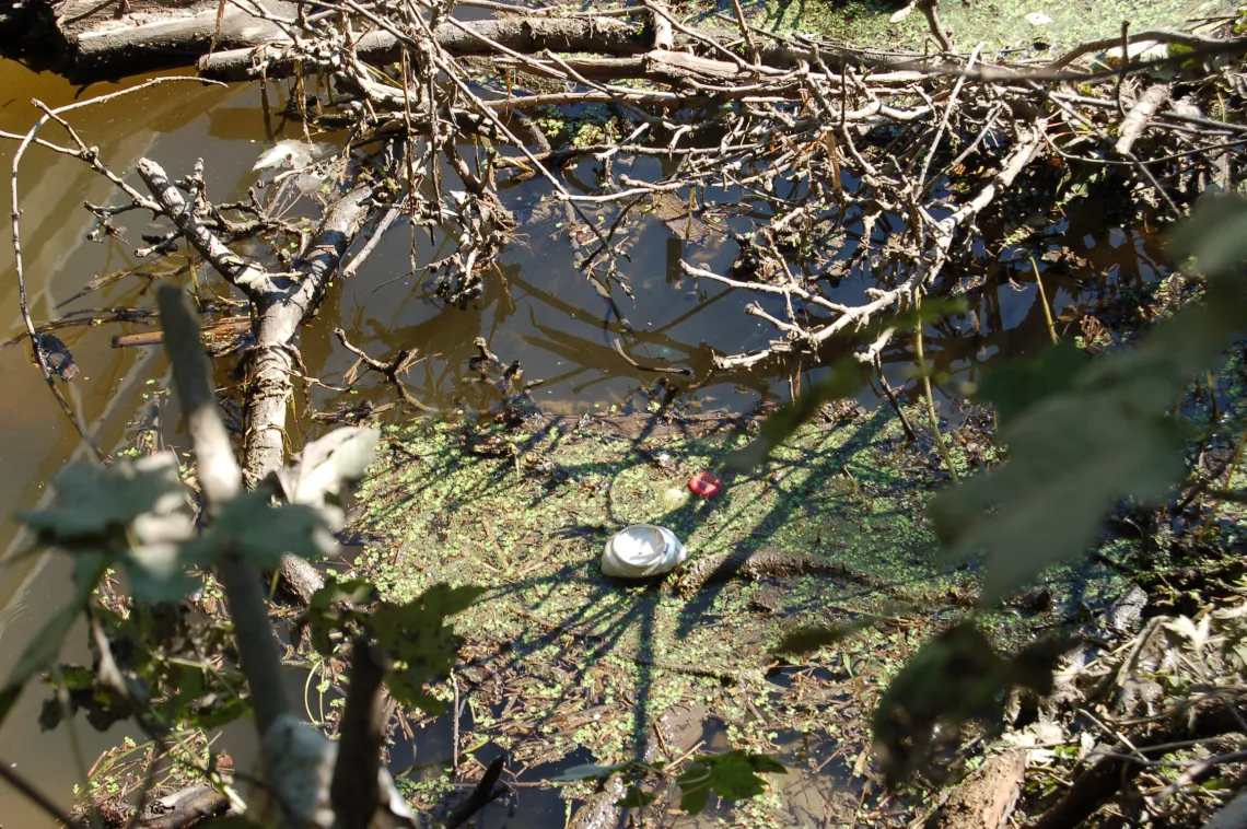 Algae on Des Plaines River