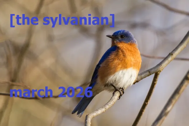 bluebird courtesy of USFWS