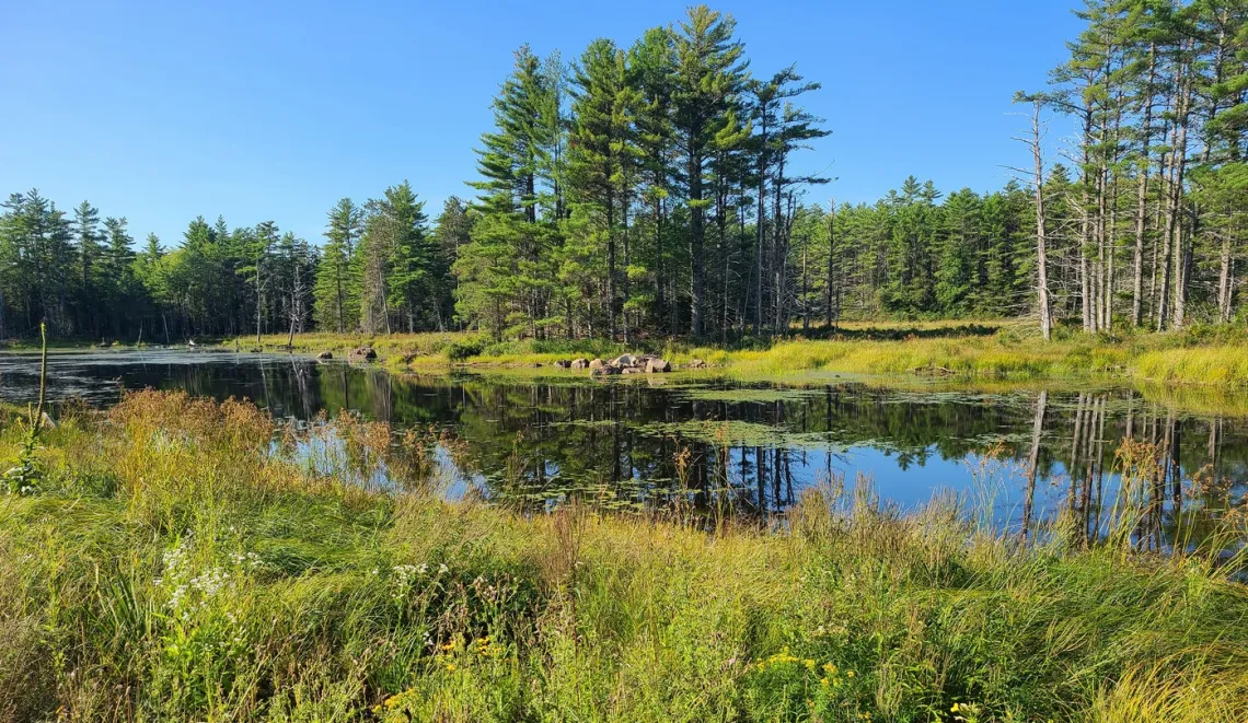 Another marsh in Moosehorn 