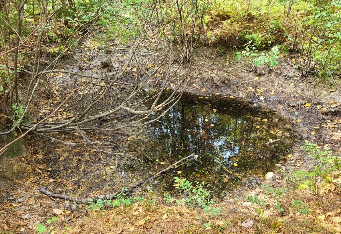 A vernal pool