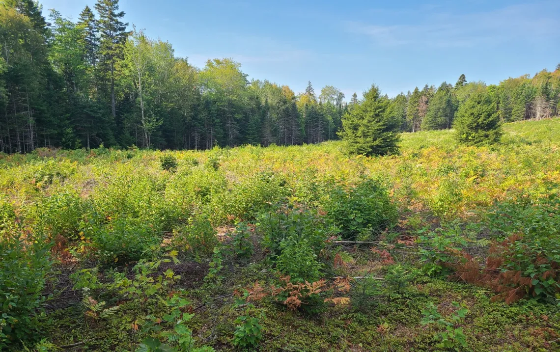 A wet meadow at the end of the accessible trail.
