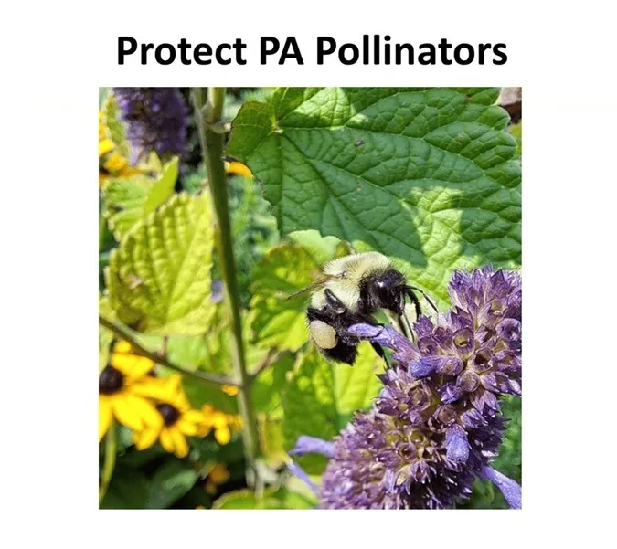 Protect PA Pollinators.  Support House Resolution 66