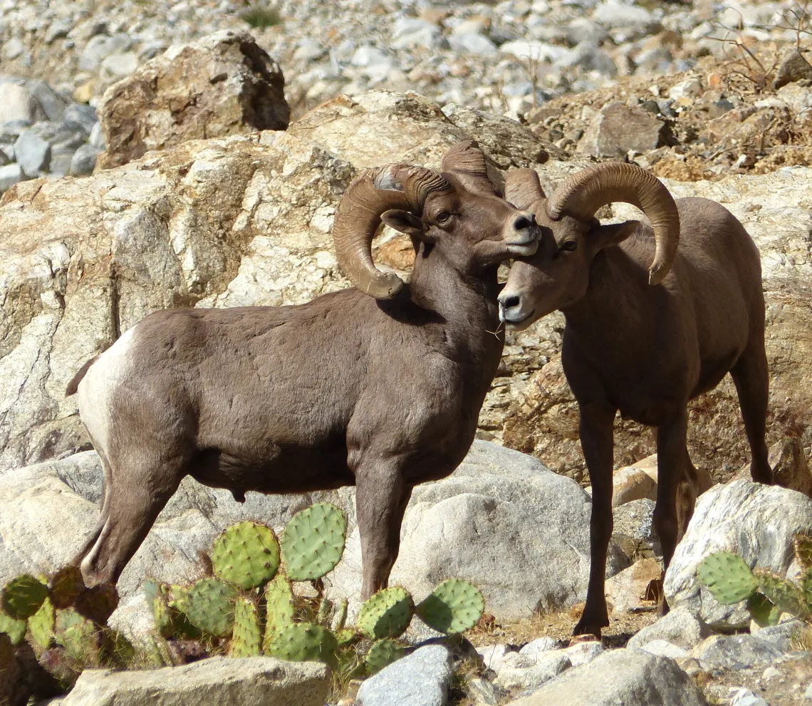 Bighorn Sheep