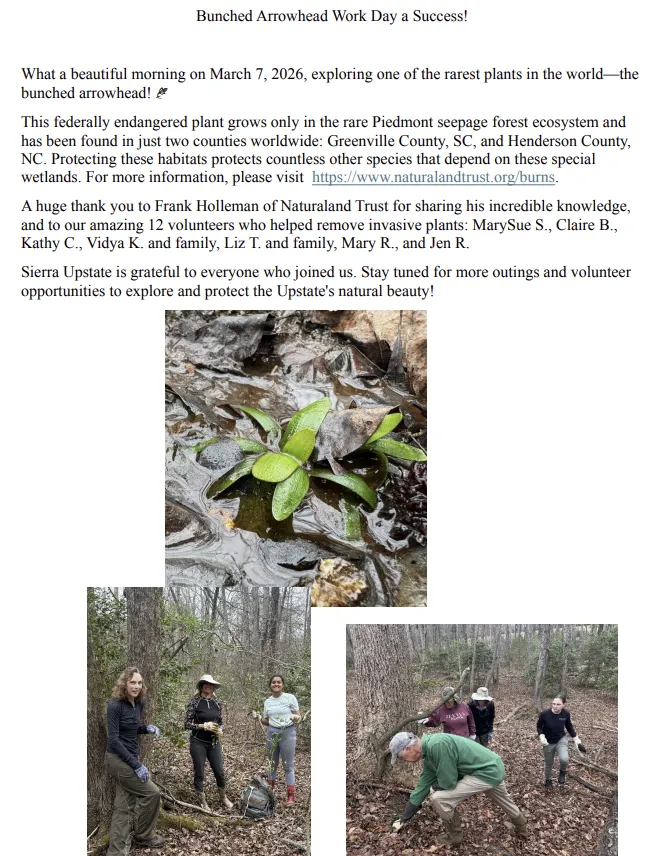 Bunched Arrowhead Workday