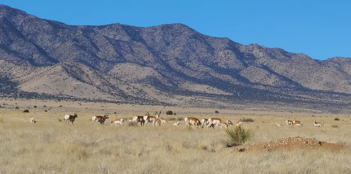 Pronghorns on a pasture