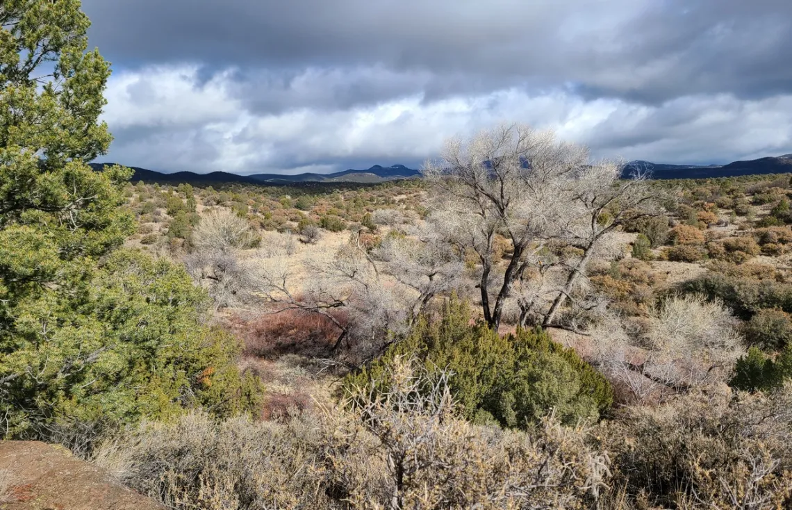 On the east side of Dragonfly Loop Trail. 
