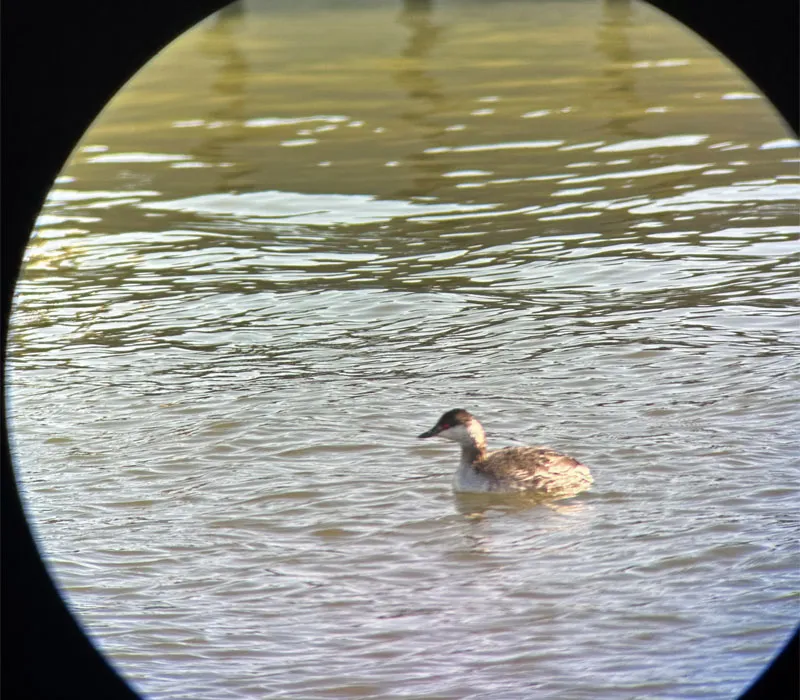Horned grebe