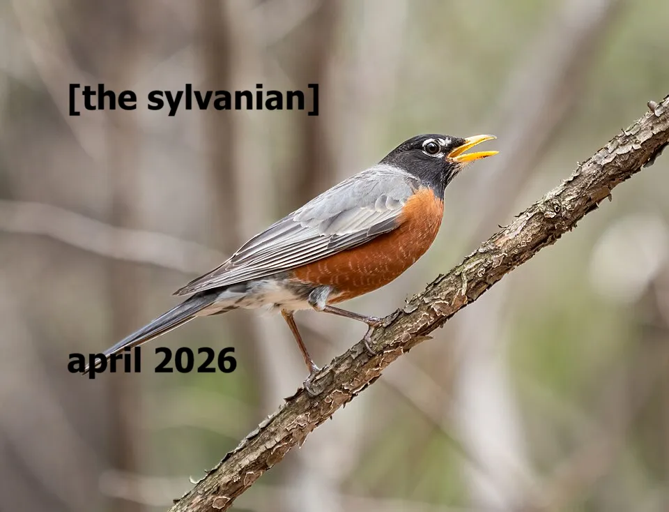 Robin calling from a tree branch