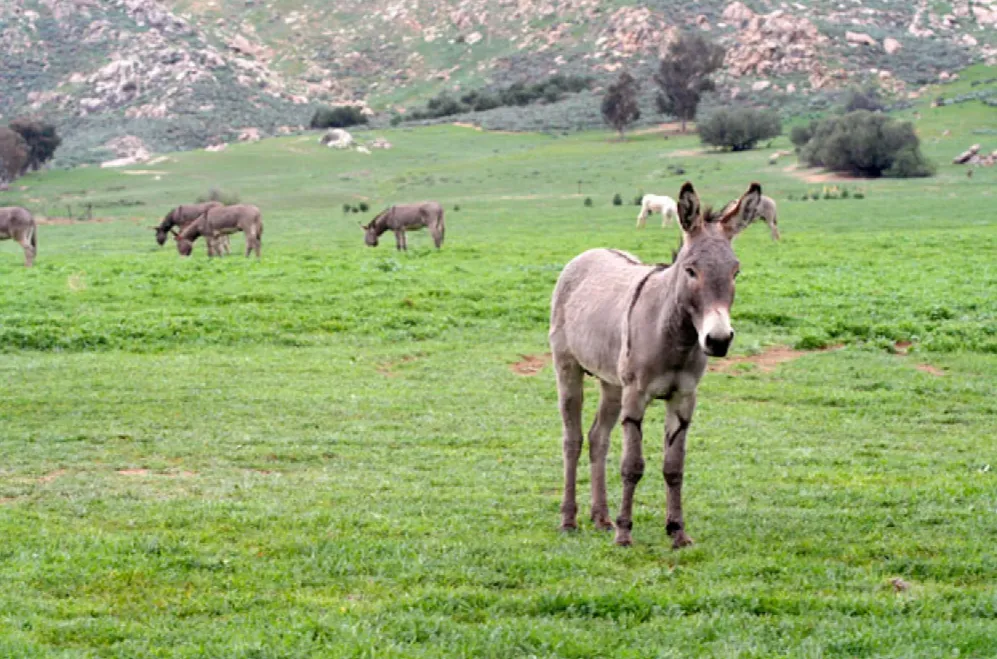 Inland Empire Donkeys 