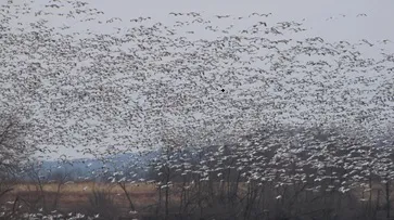 Snow geese flock 