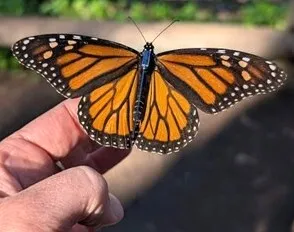 Monarch Butterfly