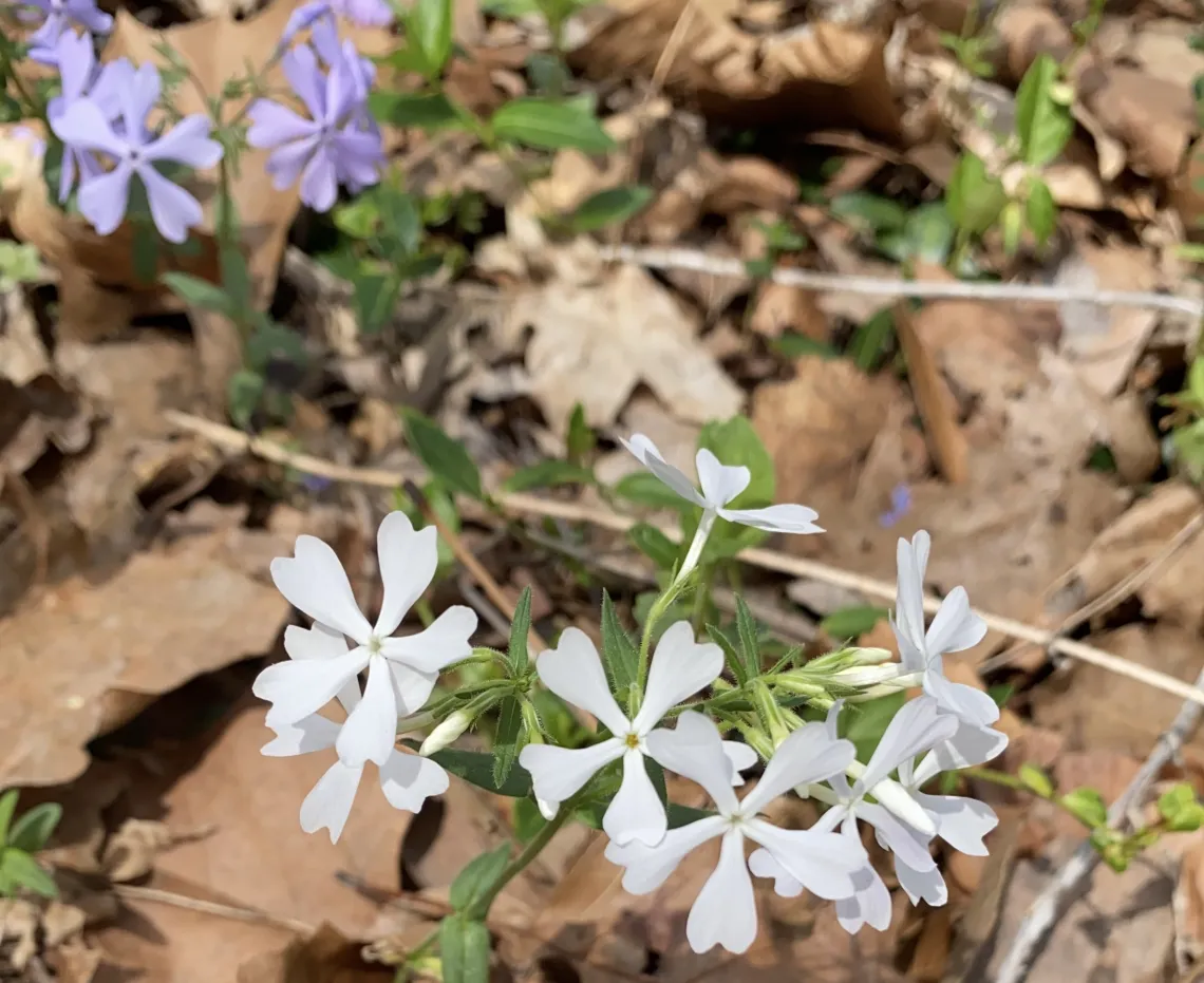 Small white flowers and small purple flowers on brown leaf-covered ground