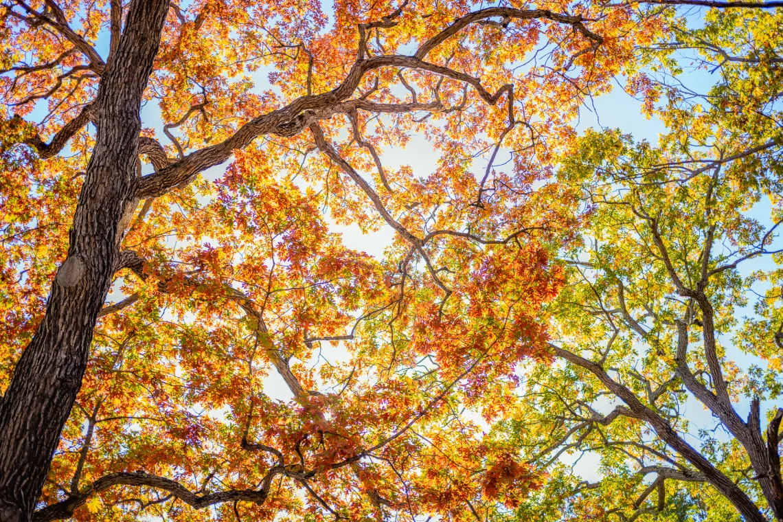 trees