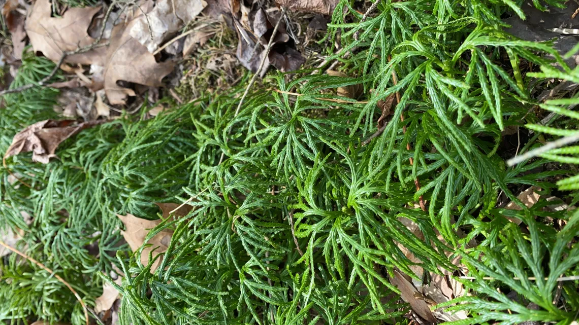 Green moss on the ground