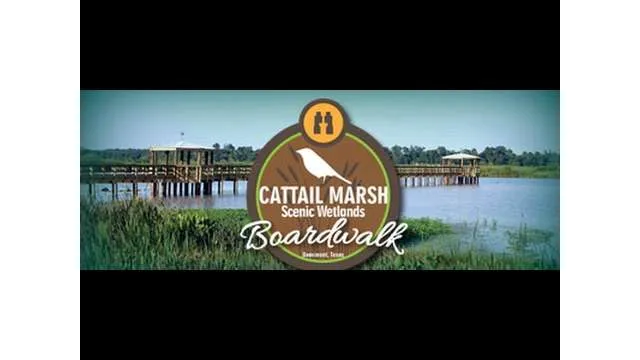 cattail marsh