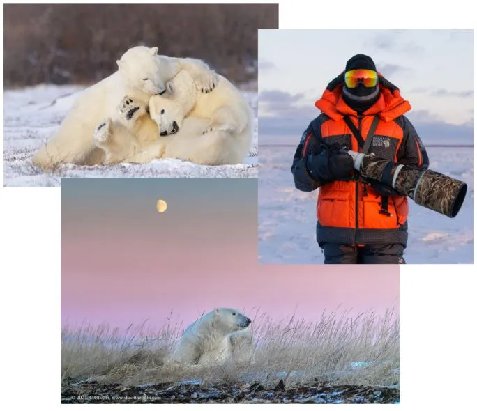 Three photos: one shows a pair of polar bears rolling playfully; one shows a photographer dressed in brightly-colored Artic gear and carrying a camera with a huge, long lens; the last shows a bear resting in tall grasses at sunset under a bright moon.