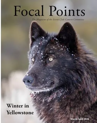 A black wolf in three-quarters profile with piercing yellow eyes