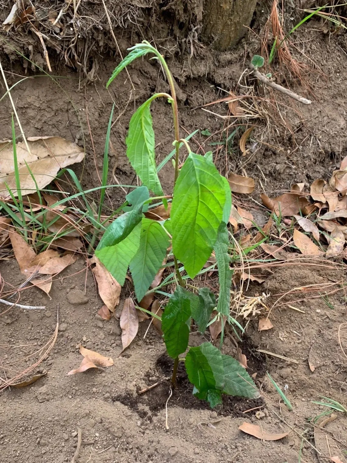 A small green seedling of a tree on brown soil