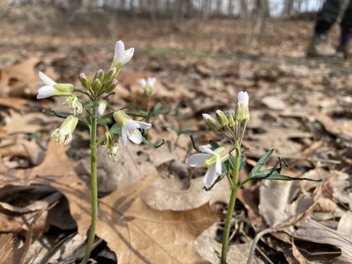 Small white flowers on brown leaf-covered ground