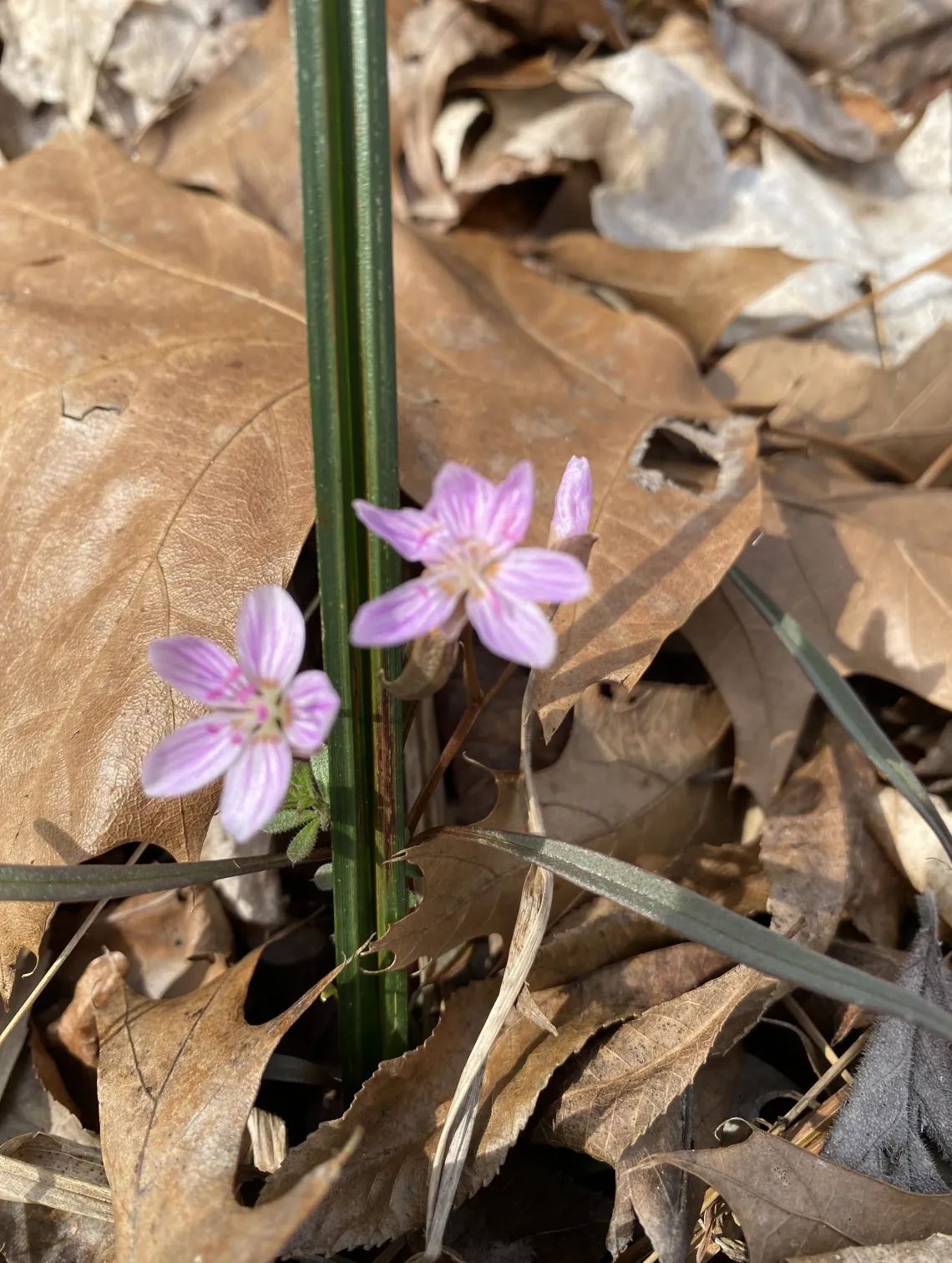 Small pink/purple flowers on brown leaf-covered ground