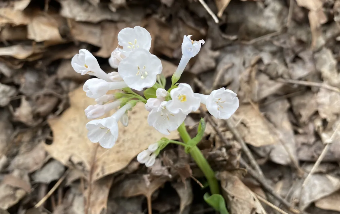 Small white flowers on brown leaf-covered ground. The flowers are bell-shaped with a hint of yellow in the middle.