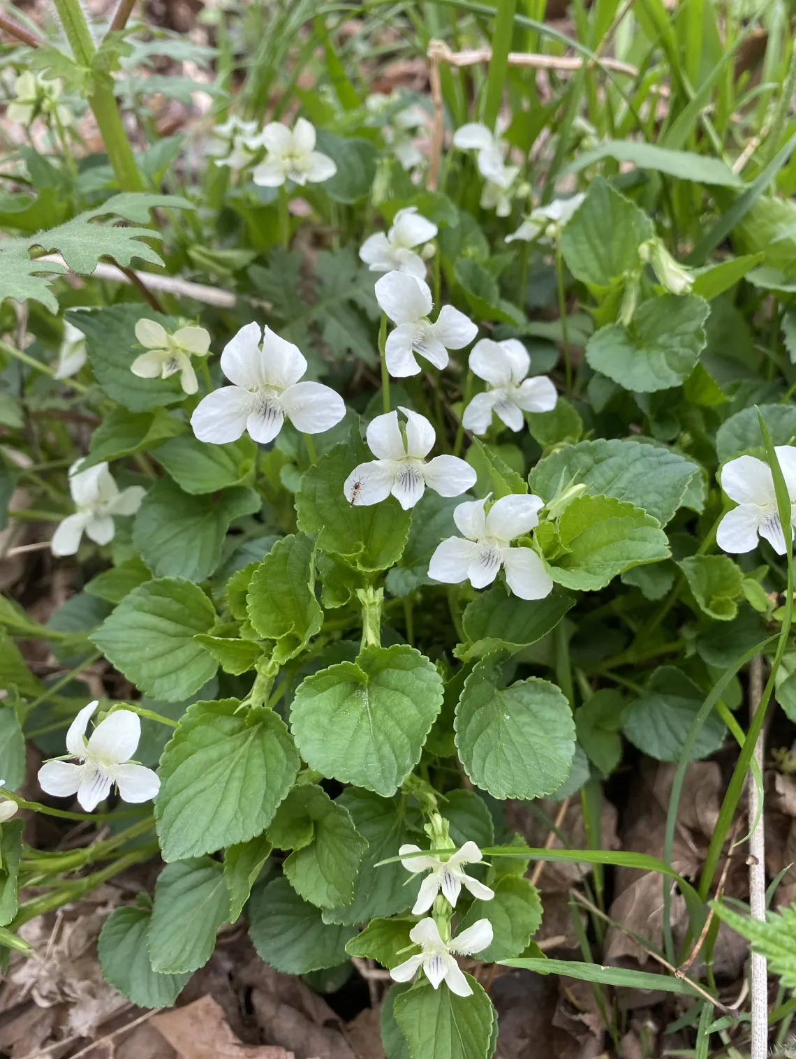 Small white flowers with many green leaves on a trail with green grass 