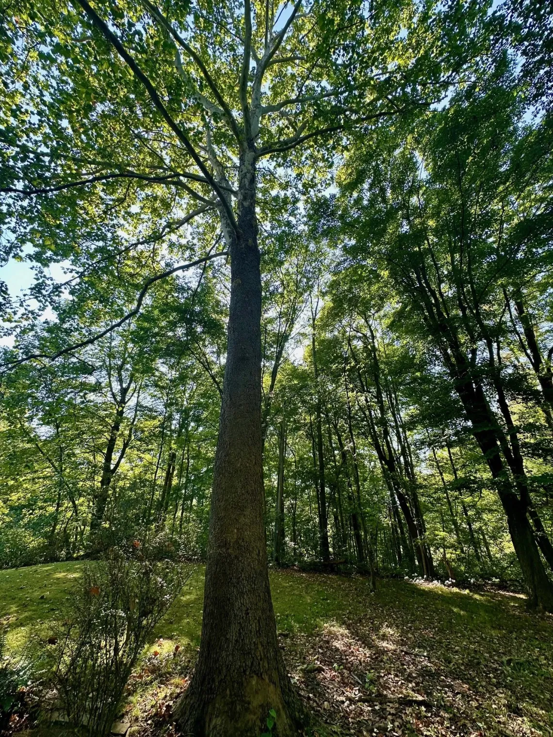 A tall sycamore tree in a forest against a blue sky peeking through the green leaves onto a dappled forest floor 