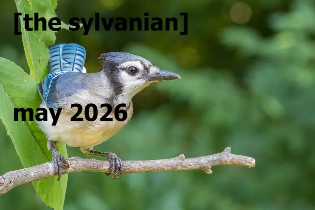 Blue Jay