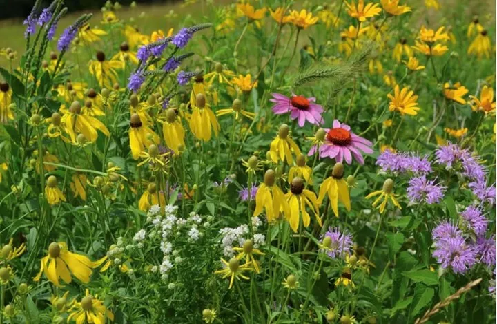Flowers and native plants in a field