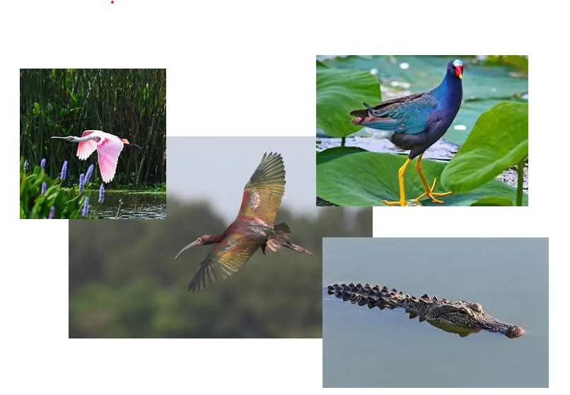 birds and alligator
