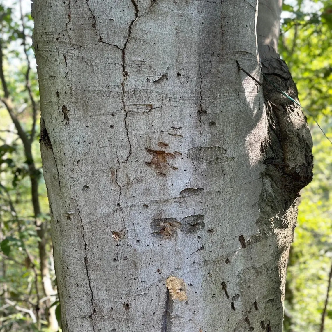A close up of gray-brown bark on a tree, with the green leaves of other trees blurry in the background