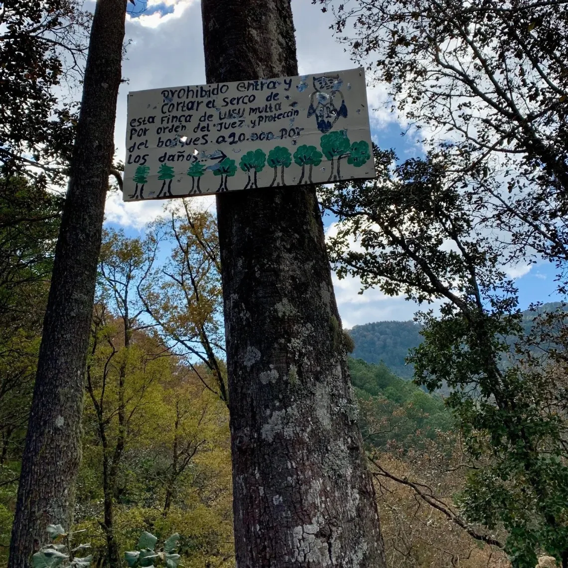 A tall tree in a forest with a sign on it with words handwritten in Spanish and a drawing of an owl and trees. The forest is dense and there are rolling hills in the background also covered in trees.
