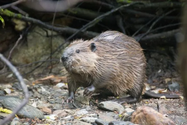 A beaver