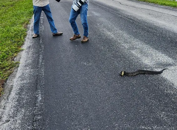 cottonmouth snake
