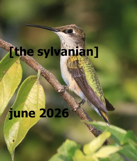Hummingbird
