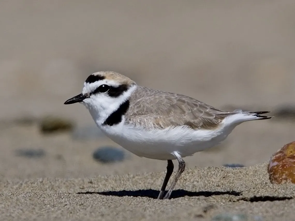 Plover bird
