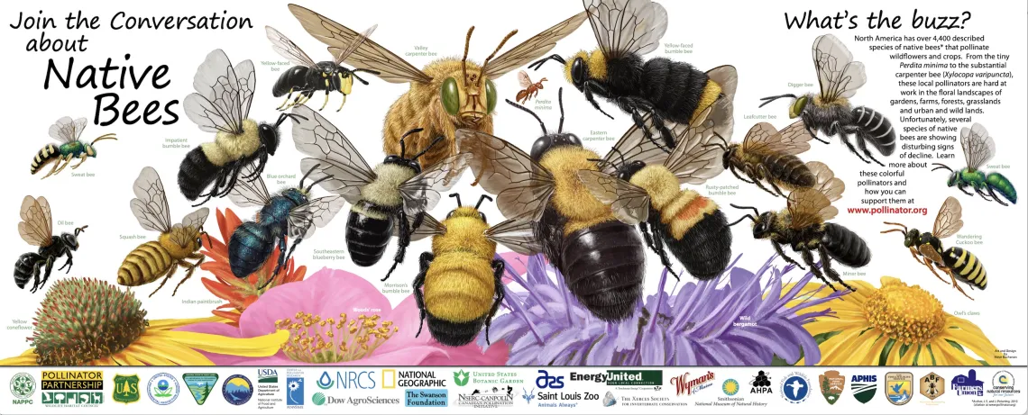 Native Bees Poster