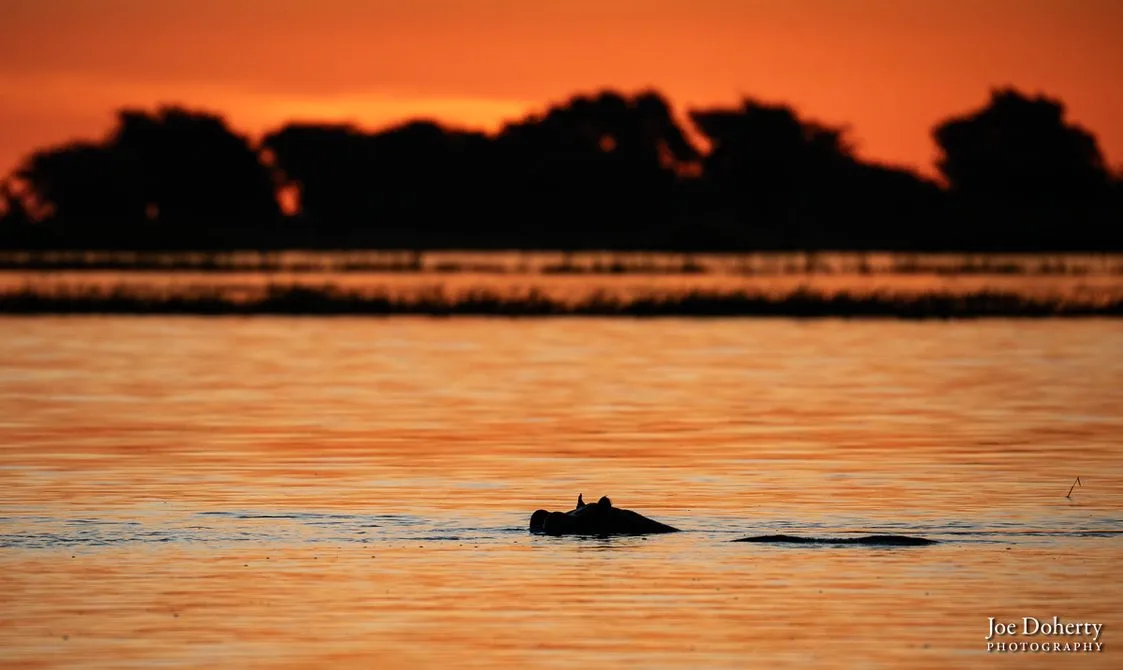 The whole frame is bathed in orange sunset light. A hippo's head is visible above the river water and trees and grass appear as dark s silhouttes in the background.