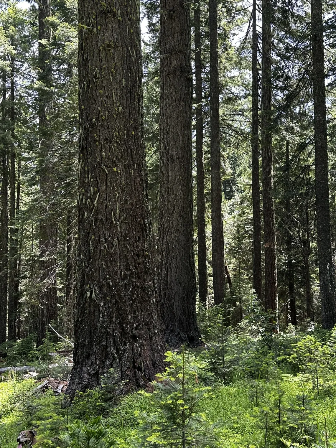 Large Tree Trunks in an Old Growth Forest
