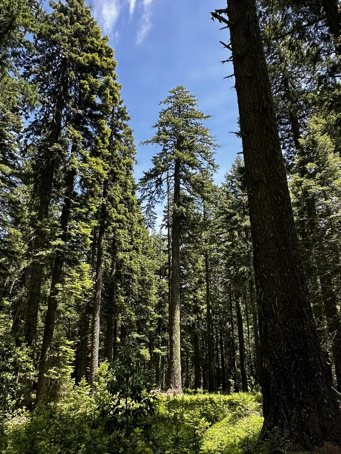 A large tree stands before a blue sky surrounded by lush forest