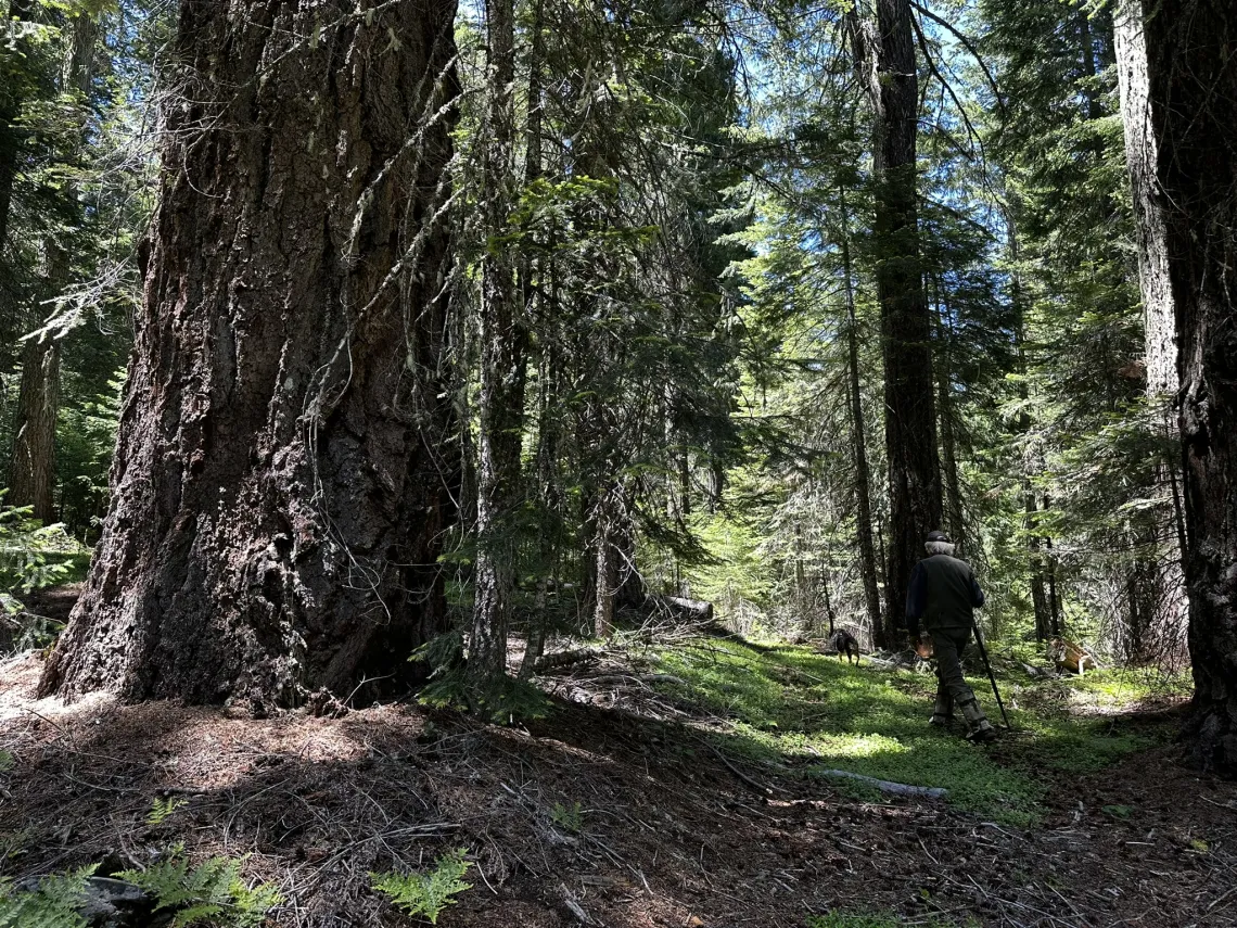 Large conifer Tree Trunk with green forest floor