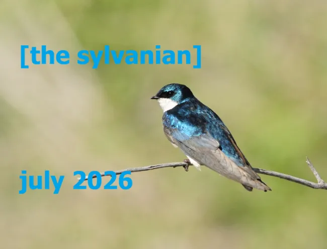 Tree swallow, courtesy of Koerner, Tom/USFWS