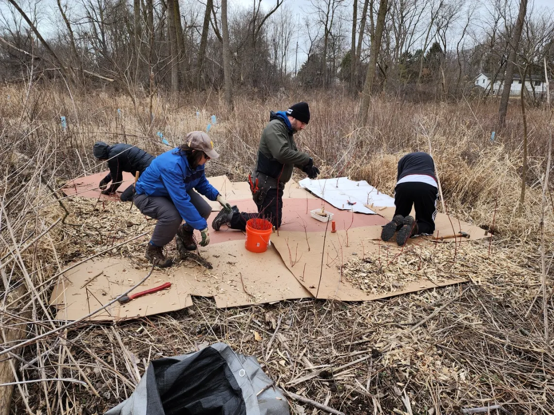Volunteers working to remove invasive weeds in Racine