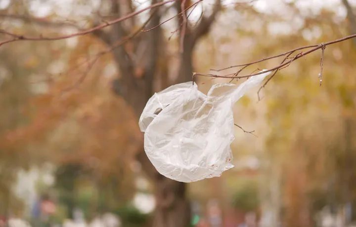 plastic bag in tree